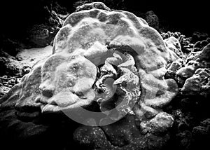Smooth lines of a sea sponge and the sea shell which has grown in it on the bottom of the Indian ocean, in black and white