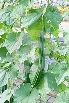 Smooth loofah