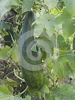 Smooth loofah Luffa cylindrical or dishcloth gourd