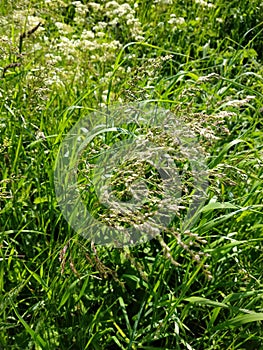 Smooth Meadow-grass - Poa pratensis, Norfolk, England, UK