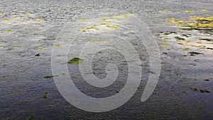 Smooth movement of the surface of a lake on a windy day