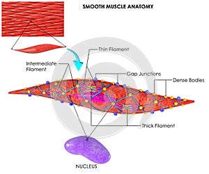 Smooth Muscle Anatomy for biology science education