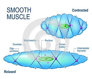 Smooth muscle cell.