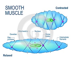 Smooth muscle cell. photo