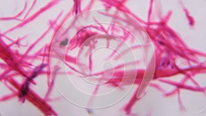 Smooth muscle separate under the microscope - Abstract pink line