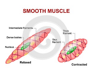 Smooth muscle tissue photo