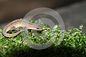 A Smooth Newt also known as the Common Newt Lissotriton vulgaris hunting in the moss.