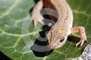 Smooth newt or common newt / Lissotriton vulgaris