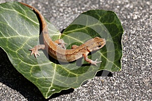 Smooth newt or common newt / Lissotriton vulgaris