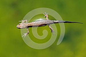 Smooth Newt - Lissotriton vulgaris, Gloucestershire, England.