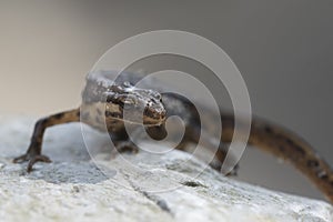 Smooth newt Lissotriton vulgaris portrait