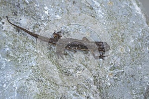 Smooth newt Lissotriton vulgaris portrait