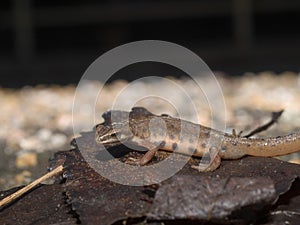 Smooth newt, Lissotriton vulgaris, Triturus vulgaris