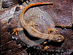 Smooth newt, Lissotriton vulgaris, Triturus vulgaris