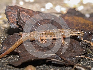 Smooth newt, Lissotriton vulgaris, Triturus vulgaris