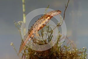 Smooth Newt - Lissotriton vulgaris or Triturus vulgaris captured under water in the small lagoon