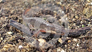 Smooth newt, northern smooth newt or common newt Lissotriton vulgaris ad f underside