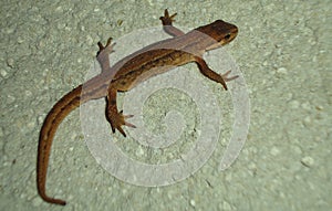 Smooth newt, northern smooth newt or common newt Lissotriton vulgaris ad f underside