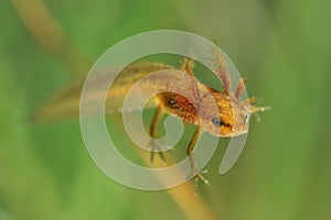 Smooth Newt nymph Triturus vulgaris swimming in the water. Green background, larvae