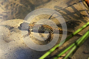 Smooth newt in situ under water