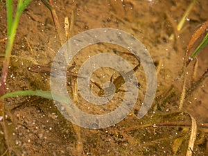 Smooth newts in pond water - Lissotriton vulgaris - formerly Triturus vulgaris. UK.