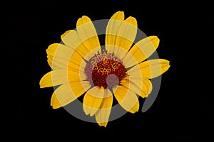 Smooth oxeye