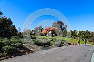 A smooth paved walking path with people walking in mask and a big pink and yellow tree near a gazebo