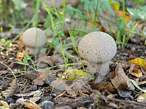 Smooth puffball mushrooms Lycoperdon molle