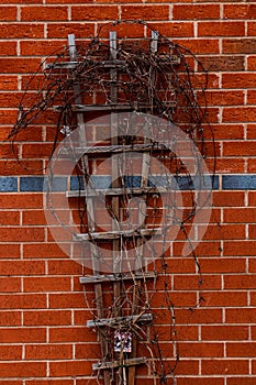 Smooth red-brown brick wall with damp twigs tangled in nailed together wooden planks in front of it