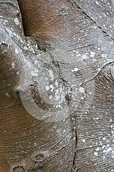 Smooth Reddish Gray Tree Bark