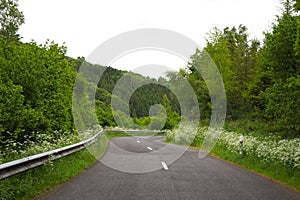 smooth road in the forest