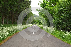 smooth road in the forest