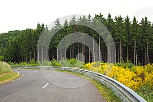 smooth road in the forest