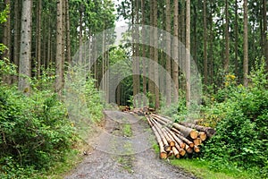 smooth road in the forest
