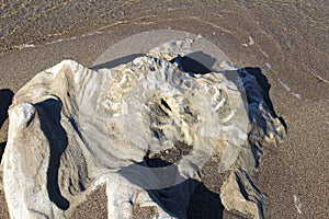 smooth rock on the beach from the sea