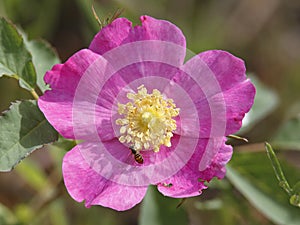 Smooth Rose with Hoverfly