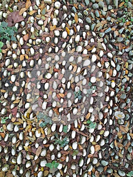 Smooth round pebbles texture background. Pebble sea beach close-up, dark wet pebble and gray dry pebble