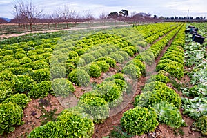 Smooth rows of lettuce on the field