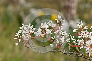 Smooth serviceberry amelanchier laevis flowers