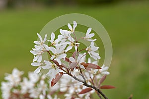 Smooth serviceberry amelanchier laevis flowers