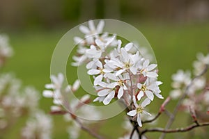 Smooth serviceberry amelanchier laevis flowers