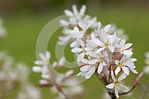 Smooth serviceberry amelanchier laevis flowers