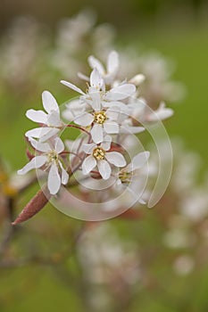Smooth serviceberry amelanchier laevis flowers
