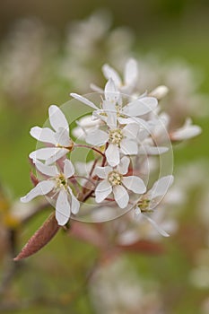 Smooth serviceberry amelanchier laevis flowers