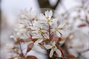 Smooth serviceberry amelanchier laevis flowers