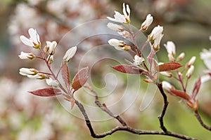 Smooth serviceberry amelanchier laevis flowers