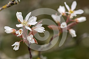 Smooth serviceberry amelanchier laevis flowers