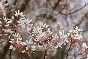 Smooth serviceberry amelanchier laevis flowers