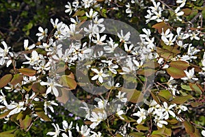 Smooth serviceberry, Amelanchier laevis flowers