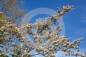 Smooth serviceberry, Amelanchier laevis flowers
